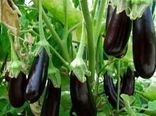 پیش بینی برداشت ۴۷۶هزار تن بادمجان