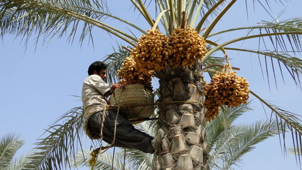 رطب نوبرانه از نخلستانهای کازرون به بازار آمد