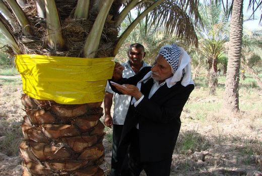 روز جهانی بدون سم روزی برای بایدها و نبایدهای بخش کشاورزی