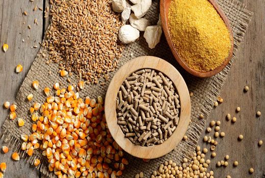 مشتقات برنج، راهکاری اقتصادی برای تأمین خوراک دام در شرایط کمبود نهاده‌هاست