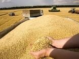 ۸۰ هزار تن گندم در چهارمحال و بختیاری تولید شد
