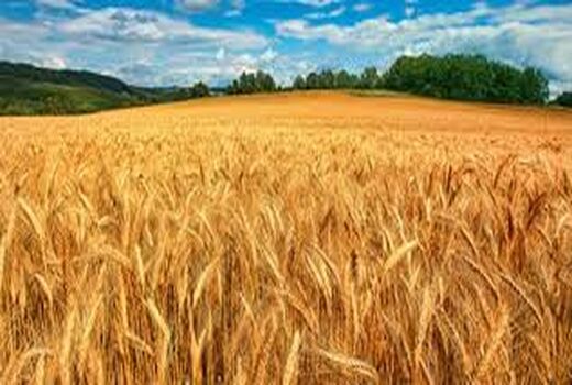 کشت ۱۹۲ هزار تن گندم و جو در خراسان شمالی طی پاییز امسال 