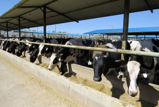 پرداخت تسهیلات به ۸۰۴ دامدار بوشهری در قالب دامدار کارت