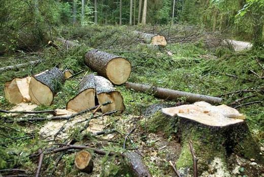 بهره برداری چوبی از جنگل‌های شمال خط قرمز سازمان جنگل‌ها است