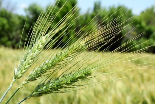 کاهش ۶۲ درصدی بارندگی‌ها؛ توصیه‌های فنی جهاد کشاورزی برای مدیریت گندم دیم در آذربایجان شرقی