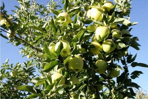 باغدار شیروانی ۳۰۰ تن سیب درختی در هر هکتار برداشت کرد