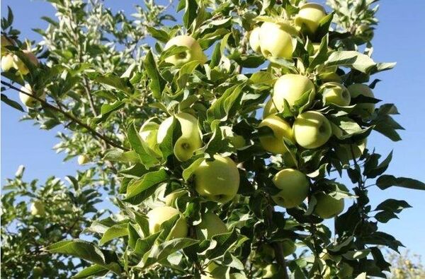 باغدار شیروانی ۳۰۰ تن سیب درختی در هر هکتار برداشت کرد
