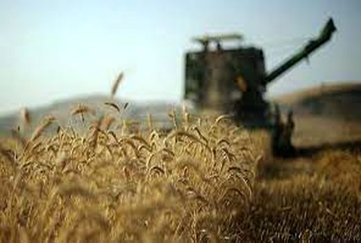 برداشت گندم در زرین دشت فارس
