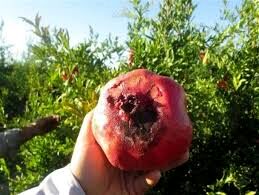  کارگاه آموزشی مبارزه با مگس میوه مدیترانه ای در شهرستان راور برگزار شد