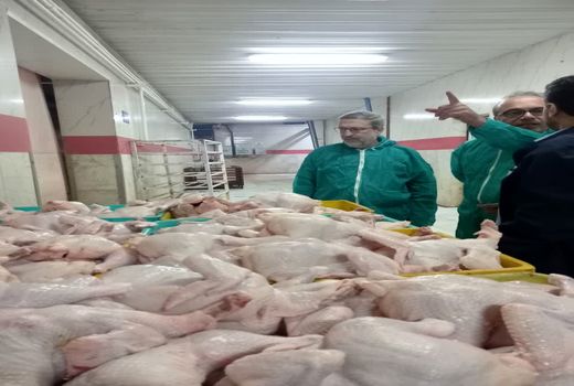 بازدید رئیس سازمان جهاد کشاورزی استان قزوین از کشتارگاه شهرستان آبیک