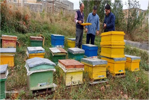 پایان سرشماری زنبورستان‌های شهرستان هوراند/ تولید سالانه ۱۲۶ تن عسل در هوراند