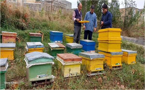پایان سرشماری زنبورستان‌های شهرستان هوراند/ تولید سالانه ۱۲۶ تن عسل در هوراند