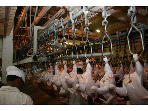 خرید تضمینی 5300 تن مرغ در مازندران