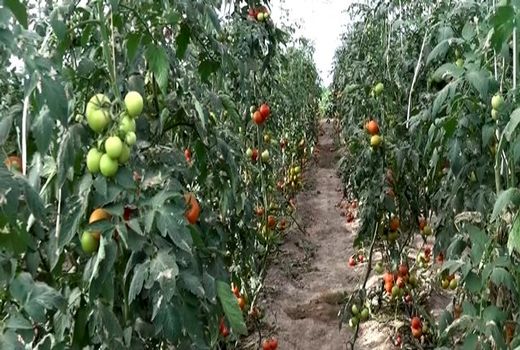 بهره برداری از یک گلخانه مکانیزه تولید صیفی جات