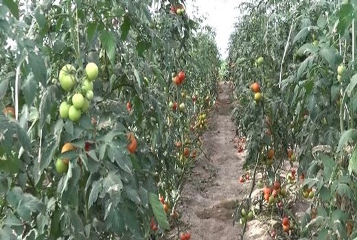 بهره برداری از یک گلخانه مکانیزه تولید صیفی جات