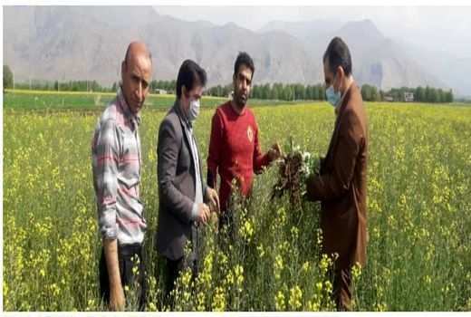 مبارزه در سطح ۲۰۸۶ هکتار مبارزه شیمیایی با علفهای هرز در لرستان