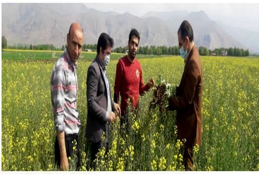 مبارزه در سطح ۲۰۸۶ هکتار مبارزه شیمیایی با علفهای هرز در لرستان