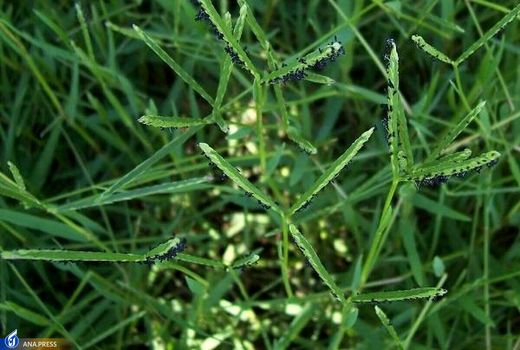 علف های هرز، عامل مهم رقابت با منابع غذایی گندم