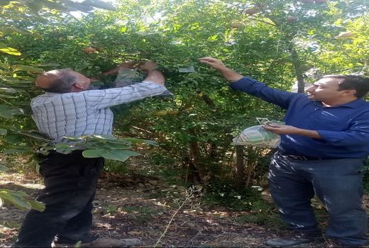 کنترل بیولوژیک در باغات انار شهرستان جلفا