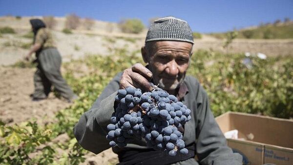 انگور دیم مریوان طلای سیاه کردستان