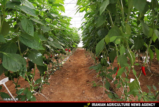 تولید 50 هزار تن محصولات گلخانه‌ای درسیستان و بلوچستان