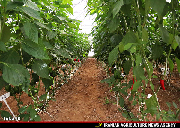  صرفه‌‎جویی 140میلیون متر مکعب آب در گلخانه 1000هکتاری مغان