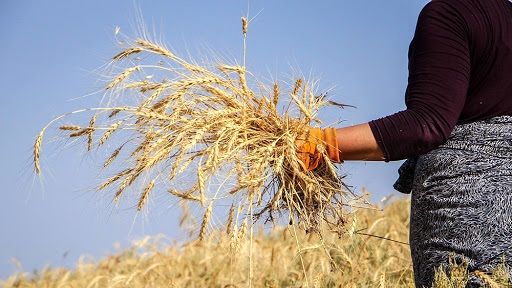 پیش‌بینی برداشت بیش از 35 هزار تن گندم در شهرستان کوثر اردبیل