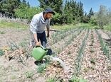 کشت پایا در زمان خشکسالی در تونس ریشه دوانده است