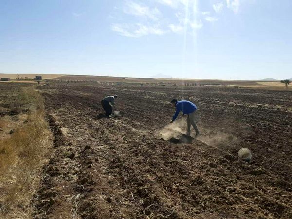 کشت دو هکتار گیاه داروئی موسیر در شهرستان دهگلان