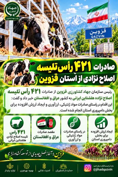 صادرات ۴۲۱ راس تلیسه اصلاح نژادی از استان قزوین