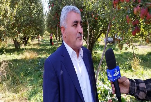 اشتغال بیش از ۶۵ هزار بهره‌بردار در باغات سیب آذربایجان غربی 