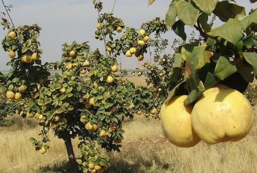 آغاز برداشت ۱۳ هزار تن 