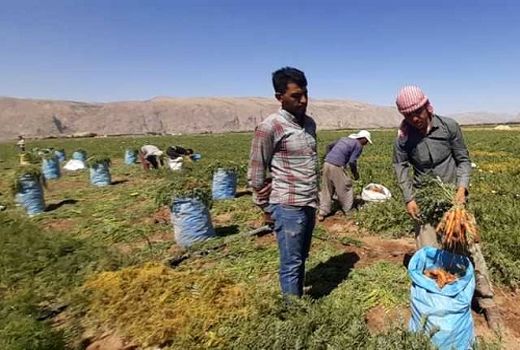 برداشت هویج از مزارع پاسارگاد ادامه دارد