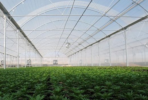 اجرای بزرگترین شهرک گلخانه ای کشور 