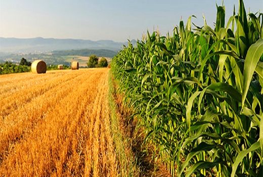 اشتغال‌زایی 1400 نفر در بخش کشاورزی استان اصفهان