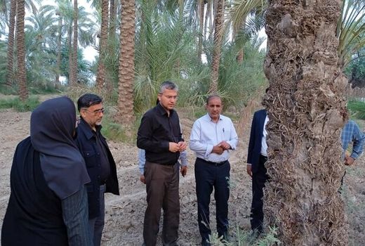 جایگزینی نخلستان‌های فرسوده استان بوشهر در دستور کار است