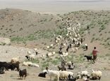 عشایر  تولید کننده اصلی تولیدات دامی و محصولات لبنی سالم  شهرستان شهربابک 