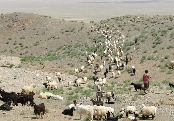 عشایر  تولید کننده اصلی تولیدات دامی و محصولات لبنی سالم  شهرستان شهربابک 