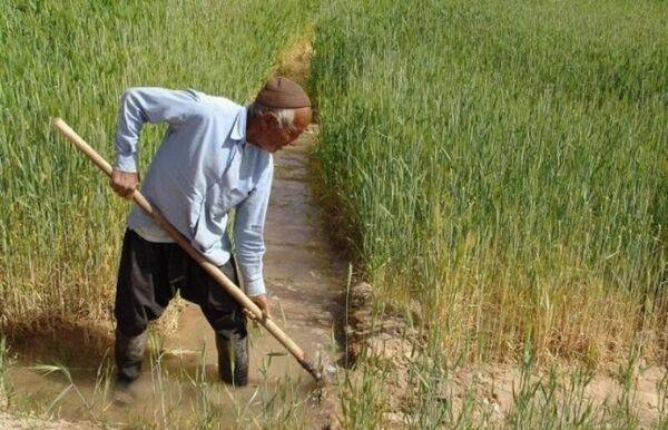 مهلت بیمه کشاورزی تا پایان دی تمدید شد