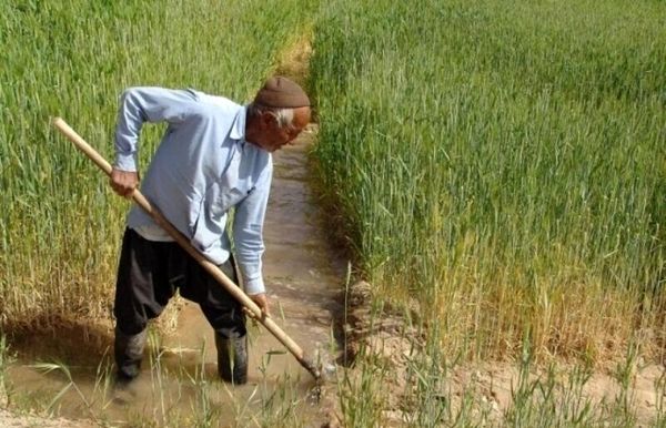 مهلت بیمه کشاورزی تا پایان دی تمدید شد
