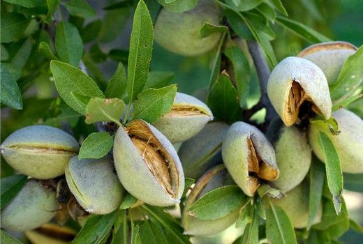 احداث نخستین شهرک تخصصی بادام در کشور