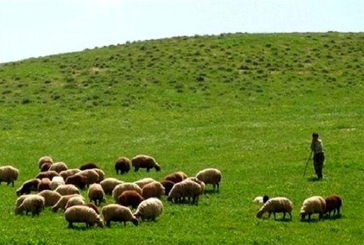 اختصاص بیش از  8 هزار هکتار از اراضی ملی قزوین به مرتع‌داری تلفیقی