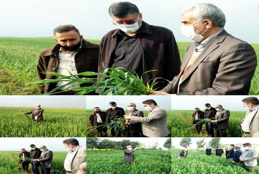بازدید مجری طرح گندم کشور از مزارع گندم استان گلستان