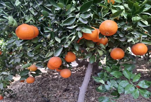 پیش بینی تولید 105هزار تن مرکبات در کازرون