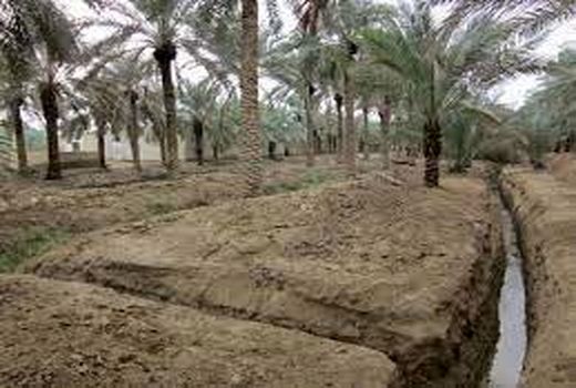 نوسازی و جایگزینی ارقام بومی خرما در خرمشهر