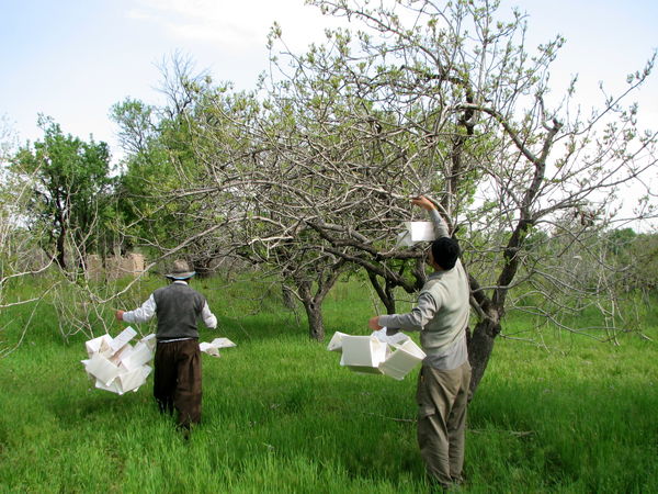 اجرای طرح مبارزه غیر شیمایی با آفات در باغات استان قزوین