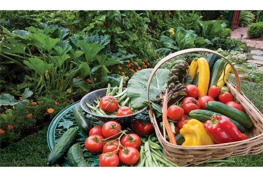 تولید 21 هزار تن سبزی و صیفی در قائم‌شهر