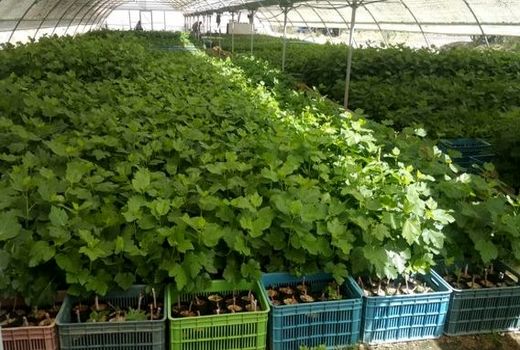 نی‌ریز دارای رتبه اول تولید نهال شناسه‌دار در فارس 