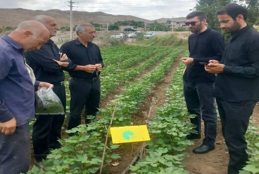 مدیریت آفات کرم گلوگاه انار و غوزه پنبه با استفاده از زنبورهای پارازیتوئید در آذربایجان شرقی