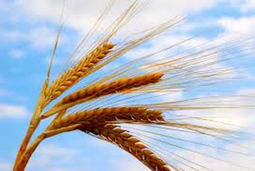 ۹۰ درصد محصولات گندم و جو دیم به علت خشکسالی خسارت دیده اند